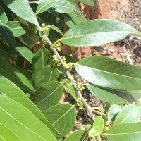 Casearia tomentosa subsp. reducta Verdc.